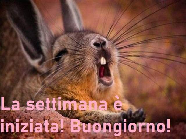 La settimana è iniziata! Buongiorno!