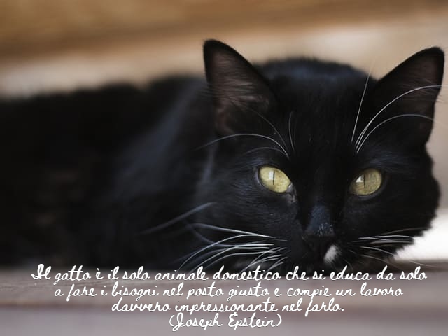 Il gatto è il solo animale domestico che si educa da solo a fare i bisogni nel posto giusto e compie un lavoro davvero impressionante nel farlo.(Joseph Epstein)