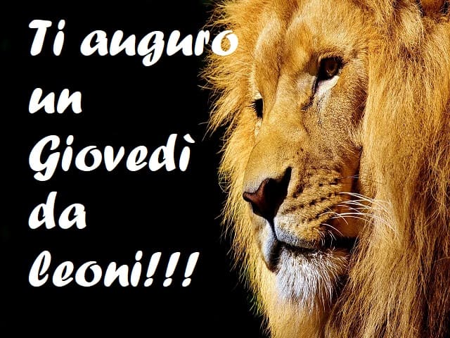 Ti auguro un Giovedì da leoni!!!