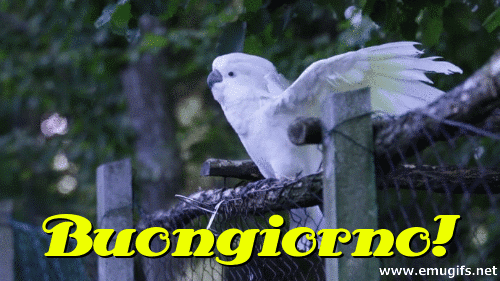 buongiorno divertenti immagini