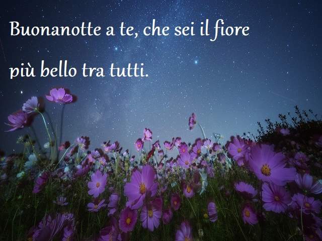 Buonanotte a te, che sei il fiore più bello tra tutti.