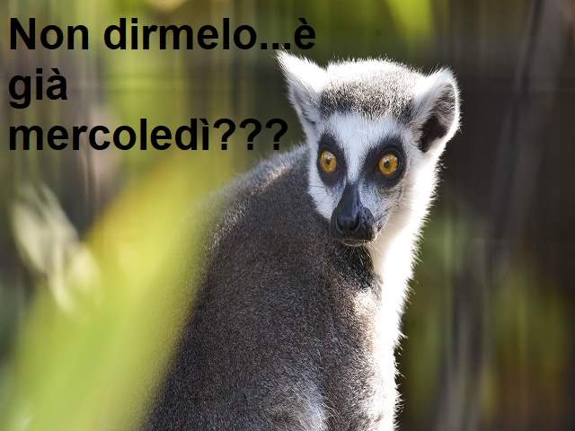 Non dirmelo...è già mercoledì???
