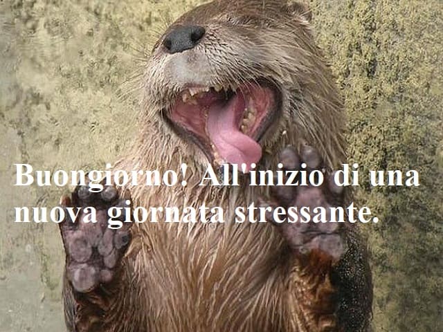 Buongiorno! All'inizio di una nuova giornata stressante.