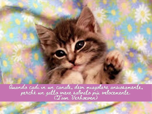 Quando cadi in un canale, devi miagolare ansiosamente, perché un gatto viene salvato più velocemente.(Toon Verhoeven)