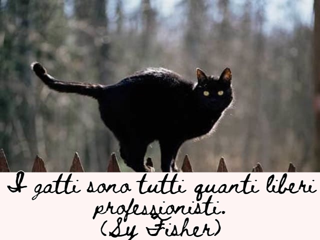 I gatti sono tutti quanti liberi professionisti.(Sy Fisher)