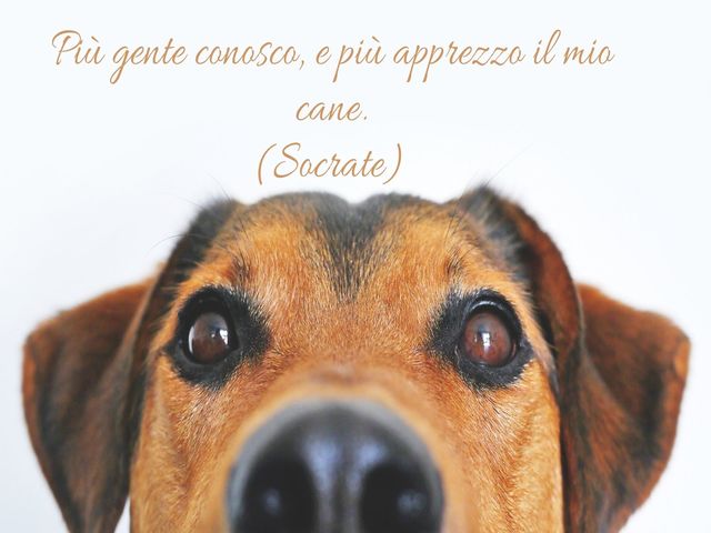 Più gente conosco, e più apprezzo il mio cane.(Socrate)