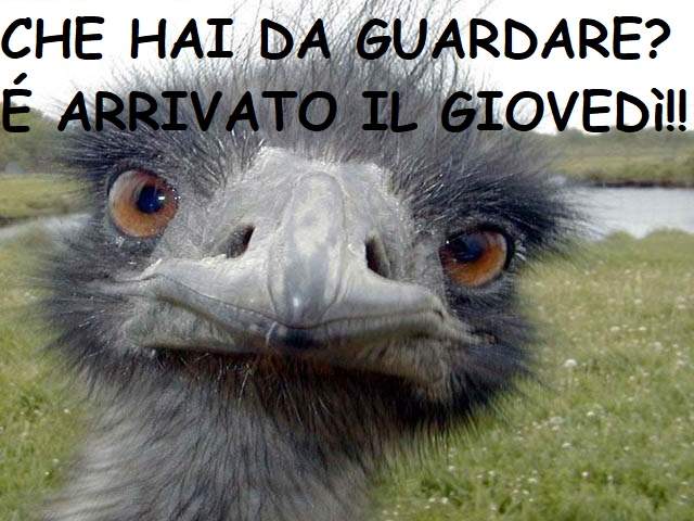Che hai da guardare? È arrivato il Giovedì!!
