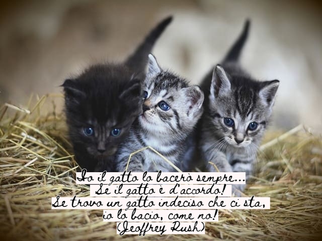 Io il gatto lo bacerò sempre...Se il gatto è d'accordo!Se trovo un gatto indeciso che ci sta,io lo bacio, come no!(Jeoffrey Rush)