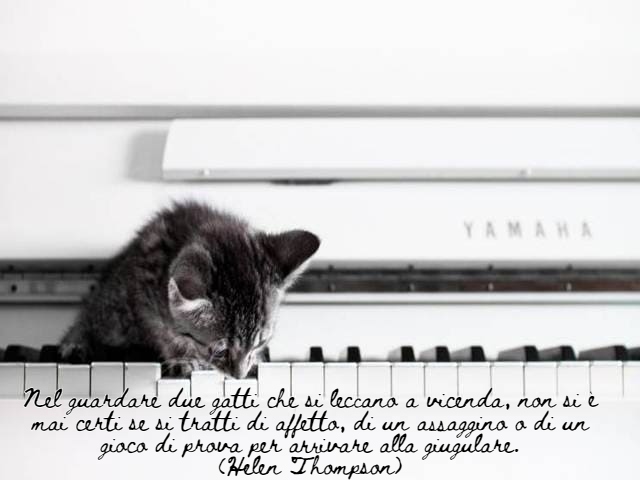 Nel guardare due gatti che si leccano a vicenda, non si è mai certi se si tratti di affetto, di un assaggino o di un gioco di prova per arrivare alla giugulare.(Helen Thompson)
