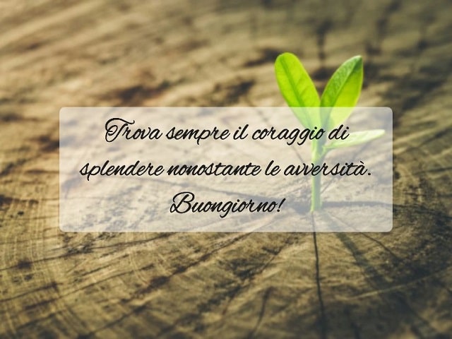 Trova sempre il coraggio di splendere nonostante le avversità.Buongiorno!
