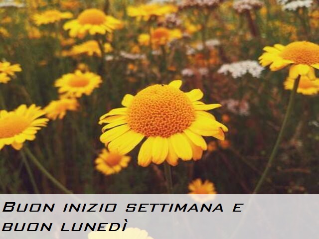 Buon inizio settimana e buon lunedì