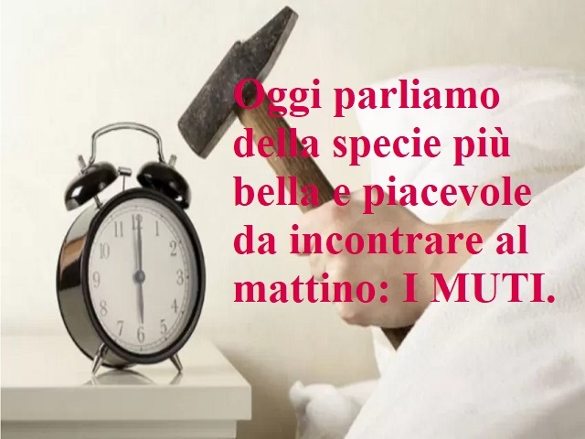 Oggi parliamo della specie più bella e piacevole da incontrare al mattino: i muti.