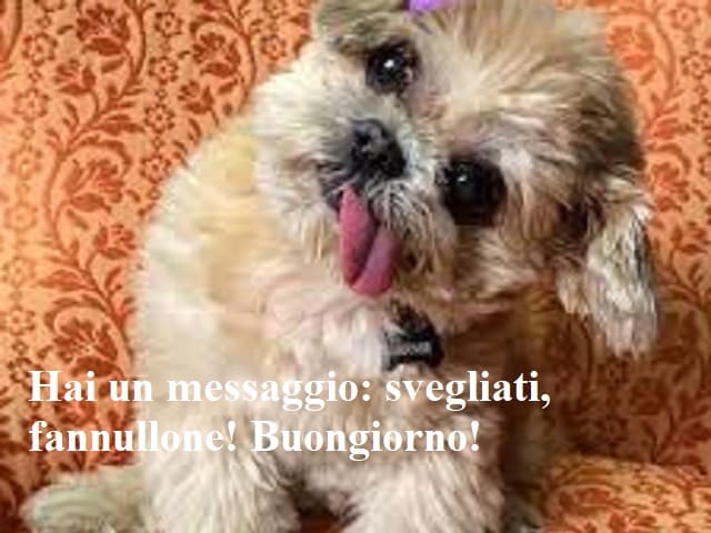 Hai un messaggio: svegliati, fannullone! Buongiorno!