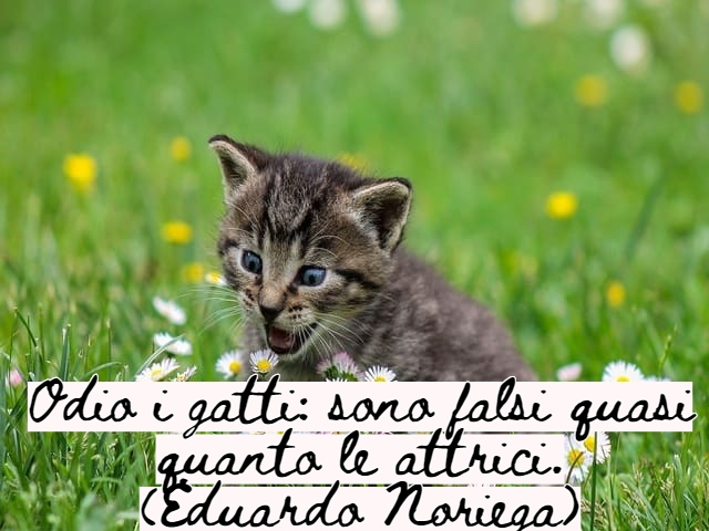 Odio i gatti: sono falsi quasi quanto le attrici.(Eduardo Noriega)