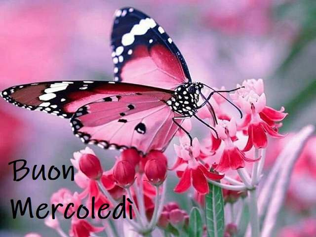 Buon mercoledì