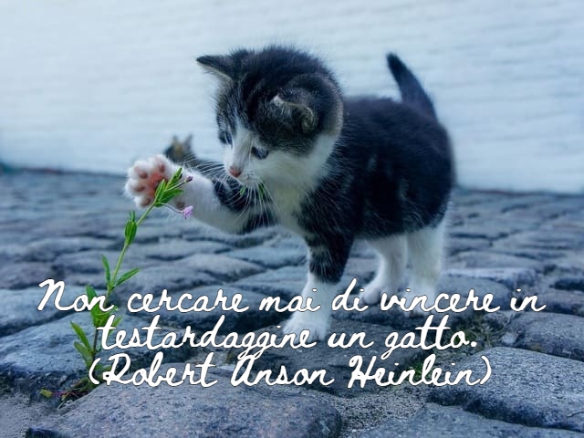 Non cercare mai di vincere in testardaggine un gatto.(Robert Anson Heinlein)