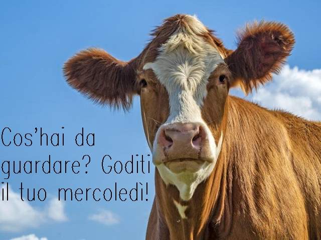 Cos'hai da guardare? Goditi il tuo mercoledì!