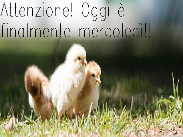 Attenzione! Oggi è finalmente mercoledì!