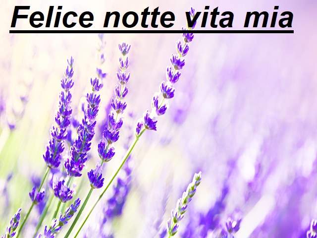 Felice notte vita mia.