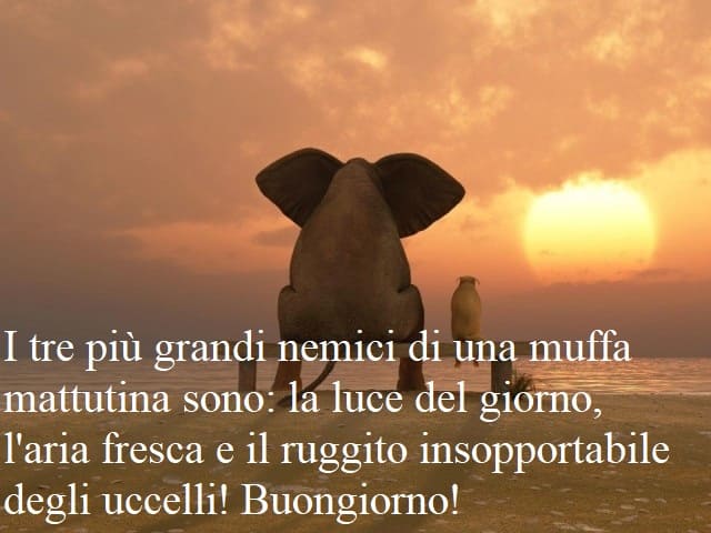 I tre più grandi nemici di una muffa mattutina sono: la luce del giorno, l'aria fresca e il ruggito insopportabile degli uccelli! Buongiorno!
