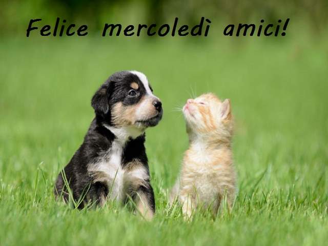 Felice mercoledì amici