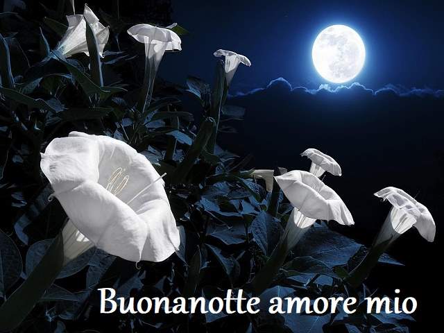 Buonanotte amore mio.