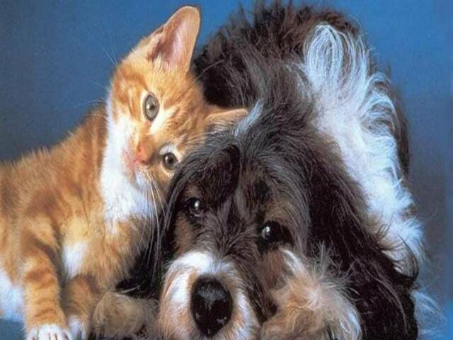 Frasi sui cani e gatti