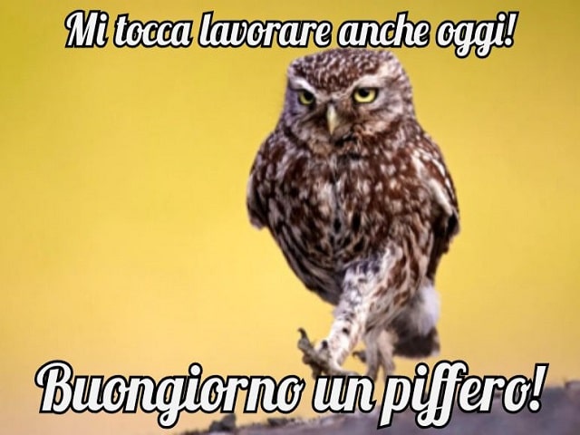 Mi tocca lavorare anche oggi! Buongiorno un piffero!