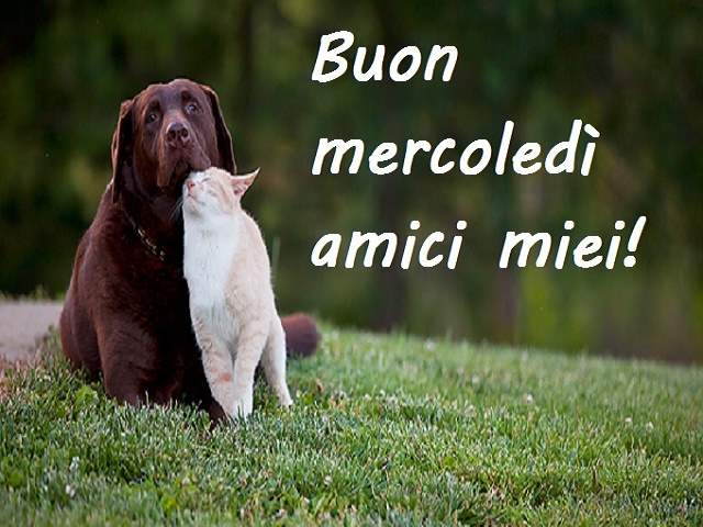 Buon mercoledì amici miei!