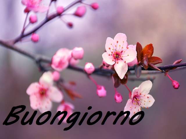 immagini simpatiche di buongiorno 1