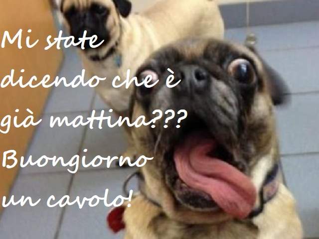 Mi state dicendo che è già mattina??? Buongiorno un cavolo!