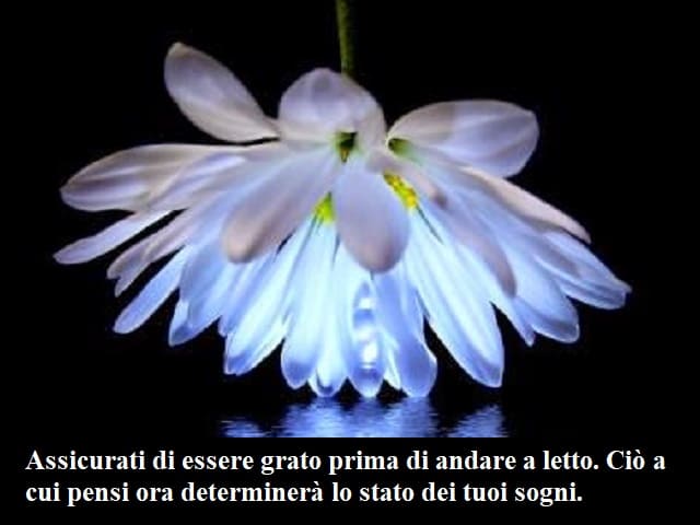 Assicurati di essere grato prima di andare a letto. Ciò a cui pensi ora determinerà lo stato dei tuoi sogni.