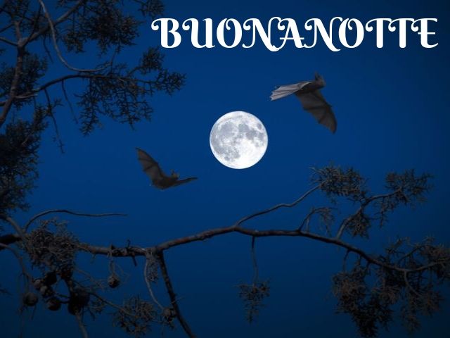 Buonanotte