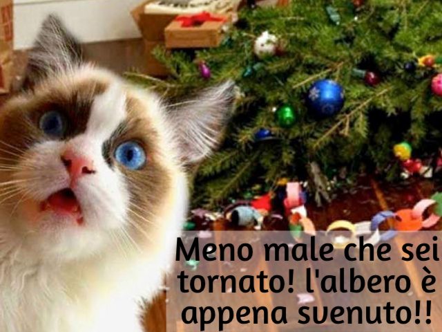 Meno male che sei tornato! l'albero è appena svenuto!!