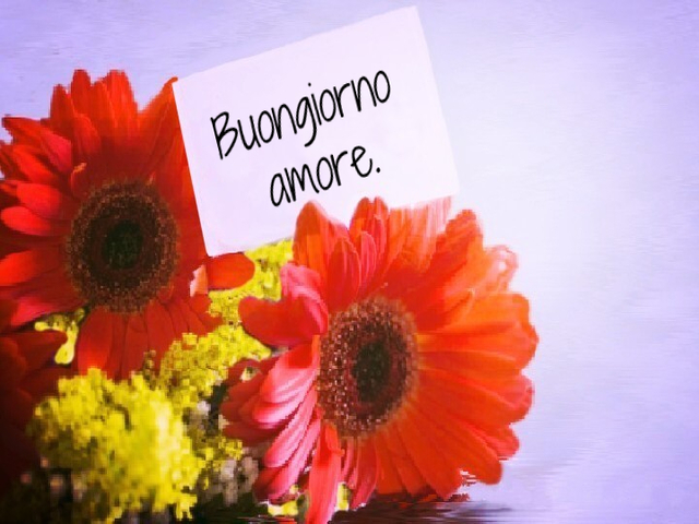 Buongiorno amore.