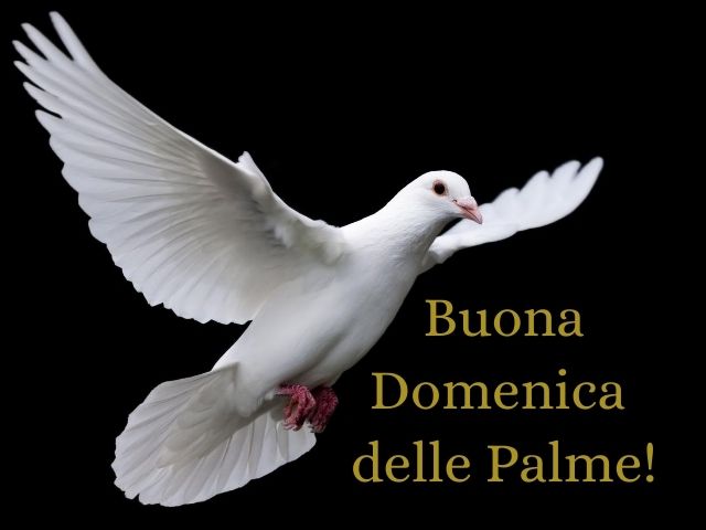 Buona Domenica delle Palme!