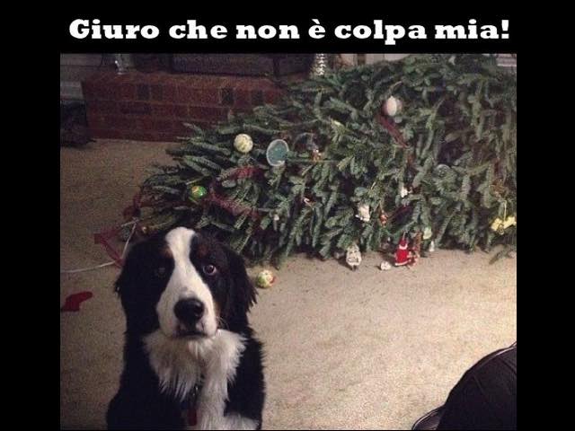 Giuro che non è colpa mia!