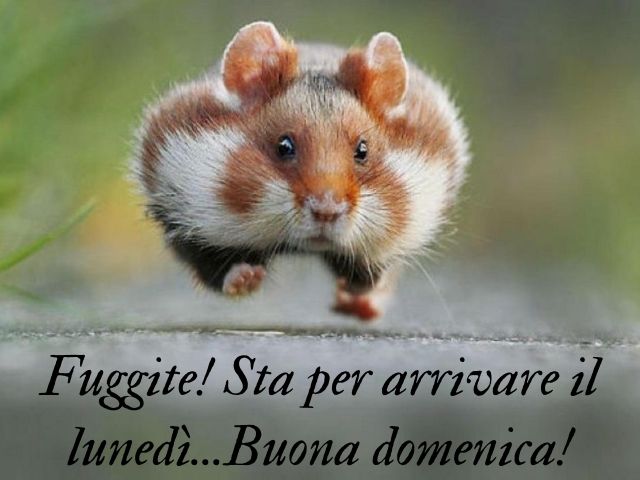 Fuggite! Sta per arrivare il lunedì... Buona domenica!