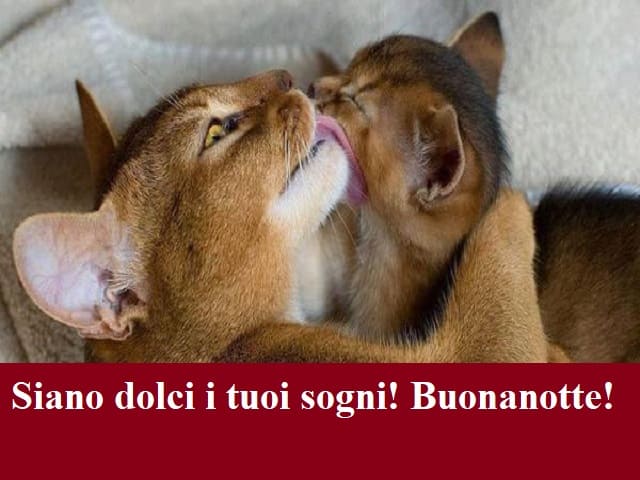 Siano dolci i tuoi sogni! Buonanotte!