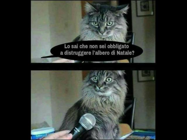 Lo sai che non sei obbligato a distruggere l'albero di Natale?