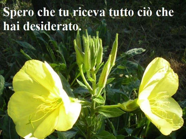 Spero che tu riceva tutto ciò che hai desiderato.