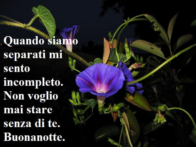 Quando siamo separati mi sento incompleto. Non voglio mai stare senza di te. Buonanotte.