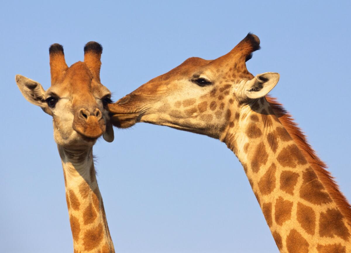 Le giraffe e la degustazione di pipì: un rito sessuale - 