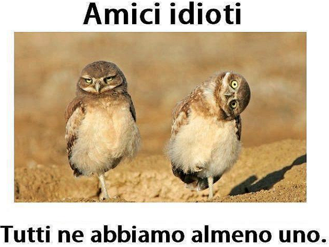 Amici idioti, tutti ne abbiamo almeno uno