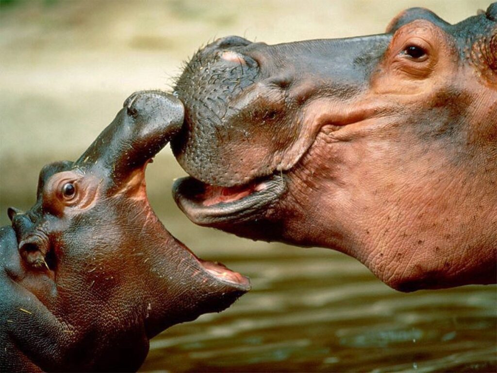 Credits: animalinper.blogspot.com