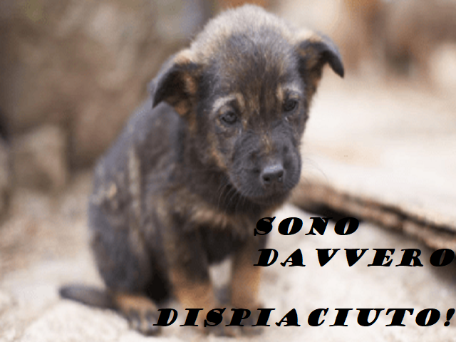 Sono davvero dispiaciuto!