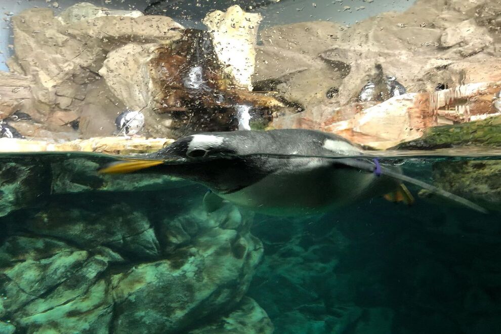 acquario di genova