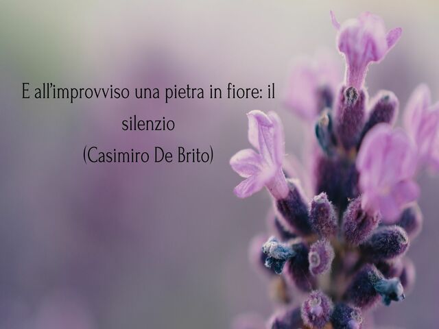 E all’improvviso una pietra in fiore: il silenzio(Casimiro De Brito)