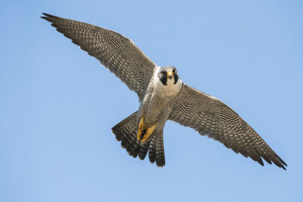 falco pellegrino