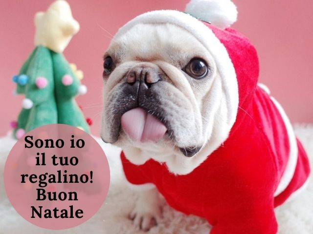 Sono io il tuo regalino! Buon Natale.